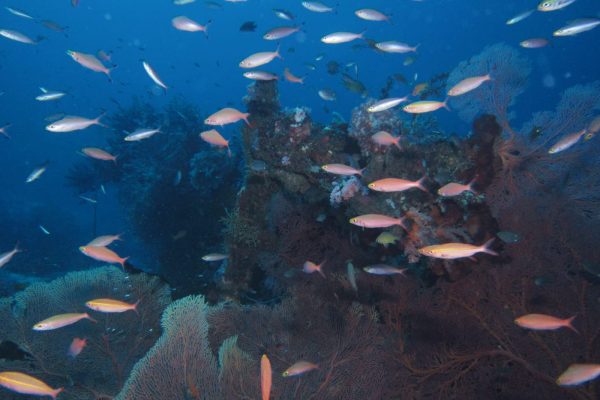 menjangan dive service menjangan dive service