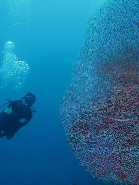It’s time for Fun Dive