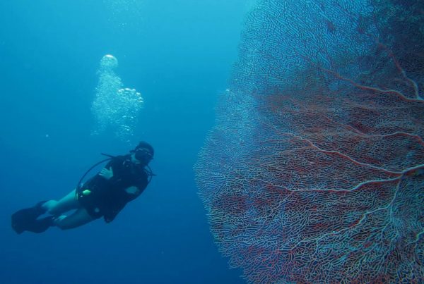 It’s time for Fun Dive