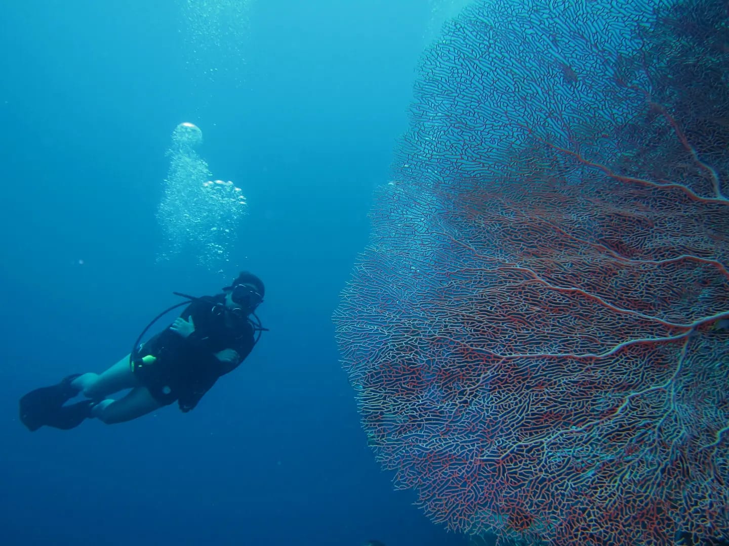 It’s time for Fun Dive