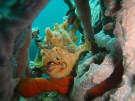 dive-service-els-garden dive-service-els-garden