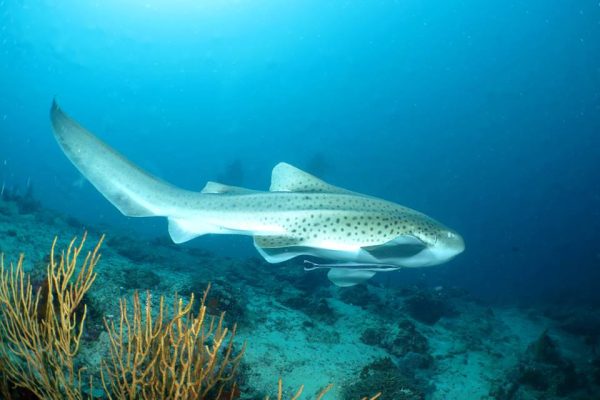 mnjangan-dive-service mnjangan-dive-service