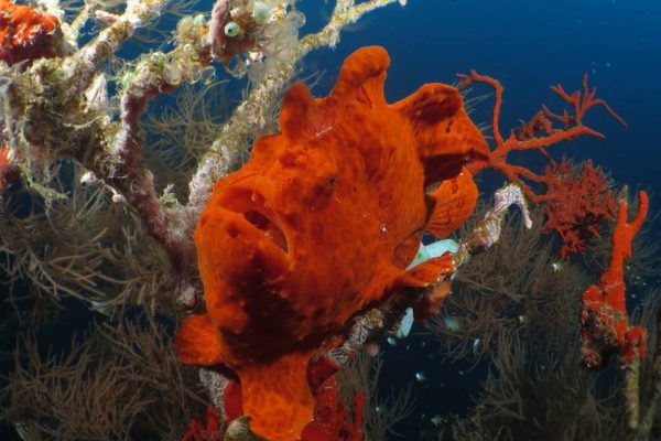 pemuteran-dive-service pemuteran-dive-service