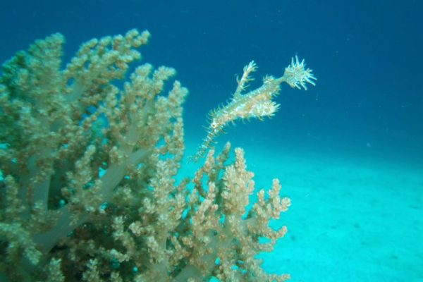 pemuteran-menjangan-service pemuteran-menjangan-service