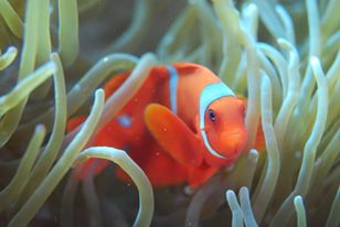 pemuteran-service-dive pemuteran-service-dive