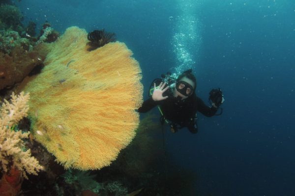 dive centre menjangan dive centre menjangan