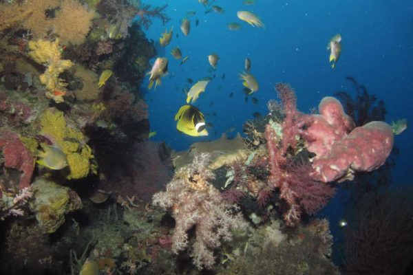 dive service menjangan dive service menjangan