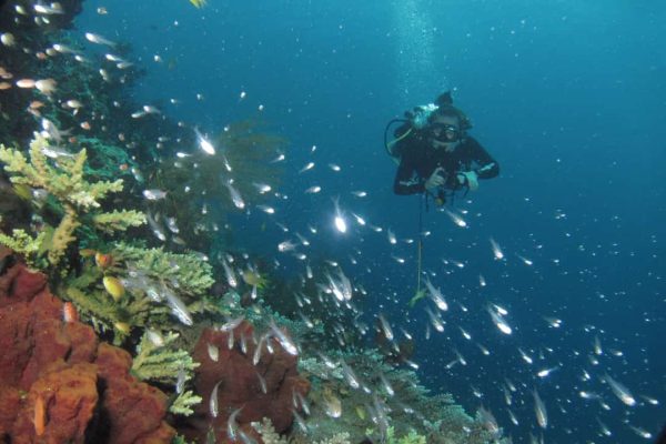 dive service pemuteran dive service pemuteran