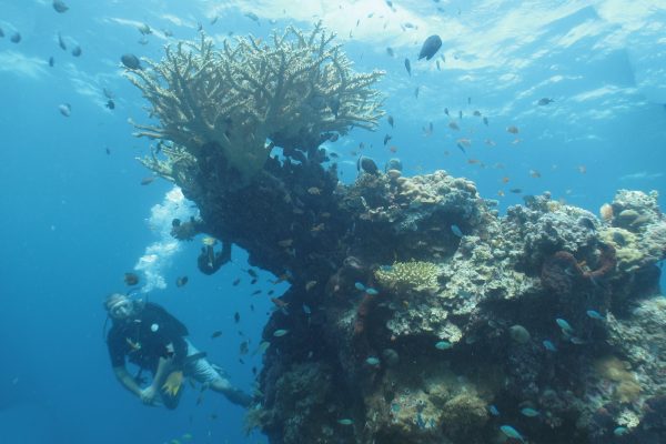 Best-dive-menjangan Best-dive-menjangan