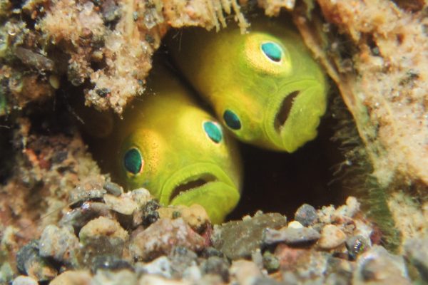 best-sport-menjangan best-sport-menjangan