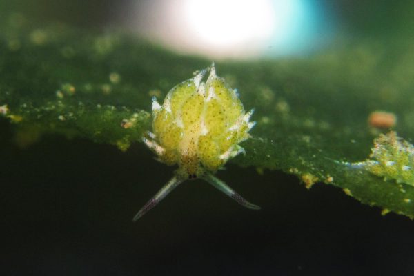 menjangan-pemuteran-diver menjangan-pemuteran-diver