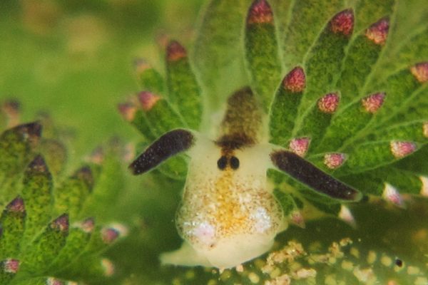 under-water-divers under-water-divers
