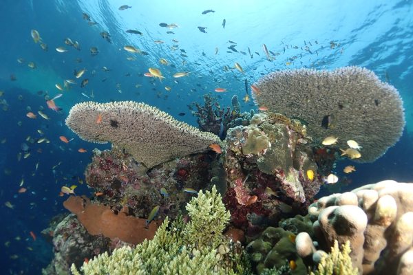 dive-center-menjangan dive-center-menjangan