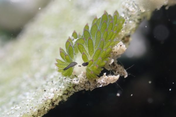 underwater-menjangan-island underwater-menjangan-island