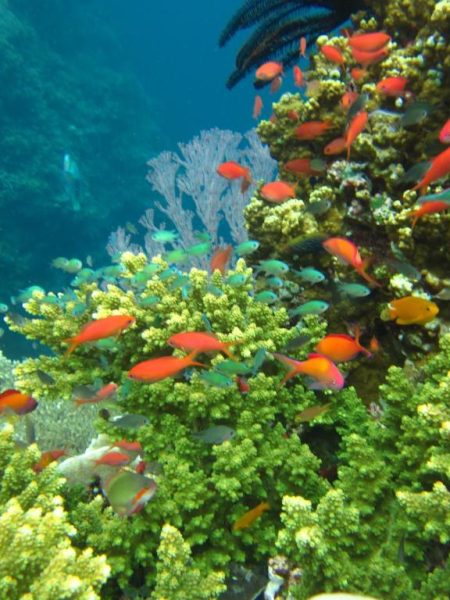 snorkel along vibrant coral gardens