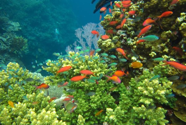 snorkel along vibrant coral gardens