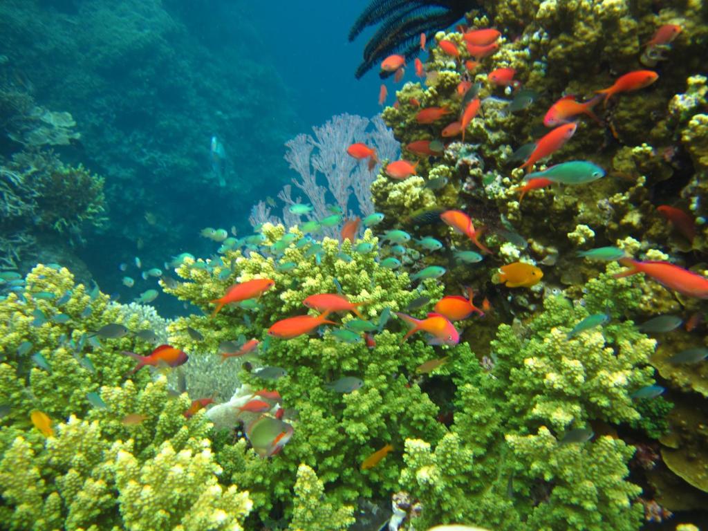 snorkel along vibrant coral gardens