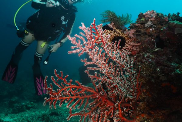 North Bali’s Coral Reefs