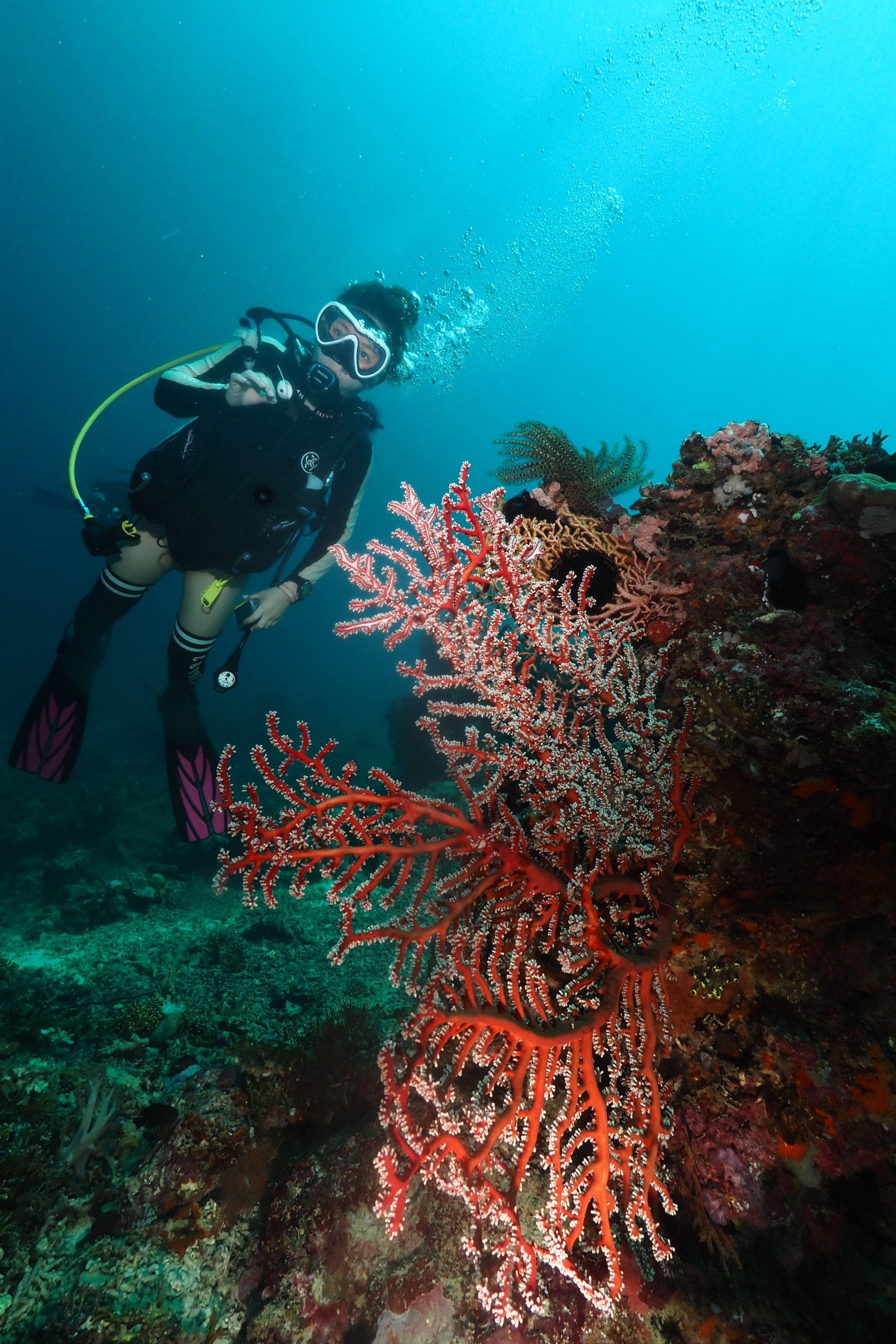 North Bali’s Coral Reefs