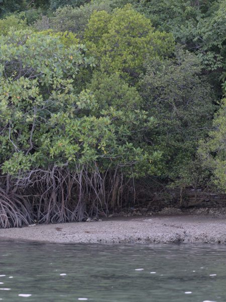 Mangrove tour