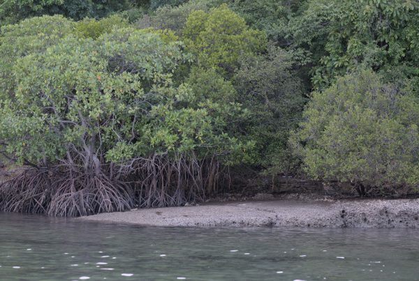 Mangrove tour
