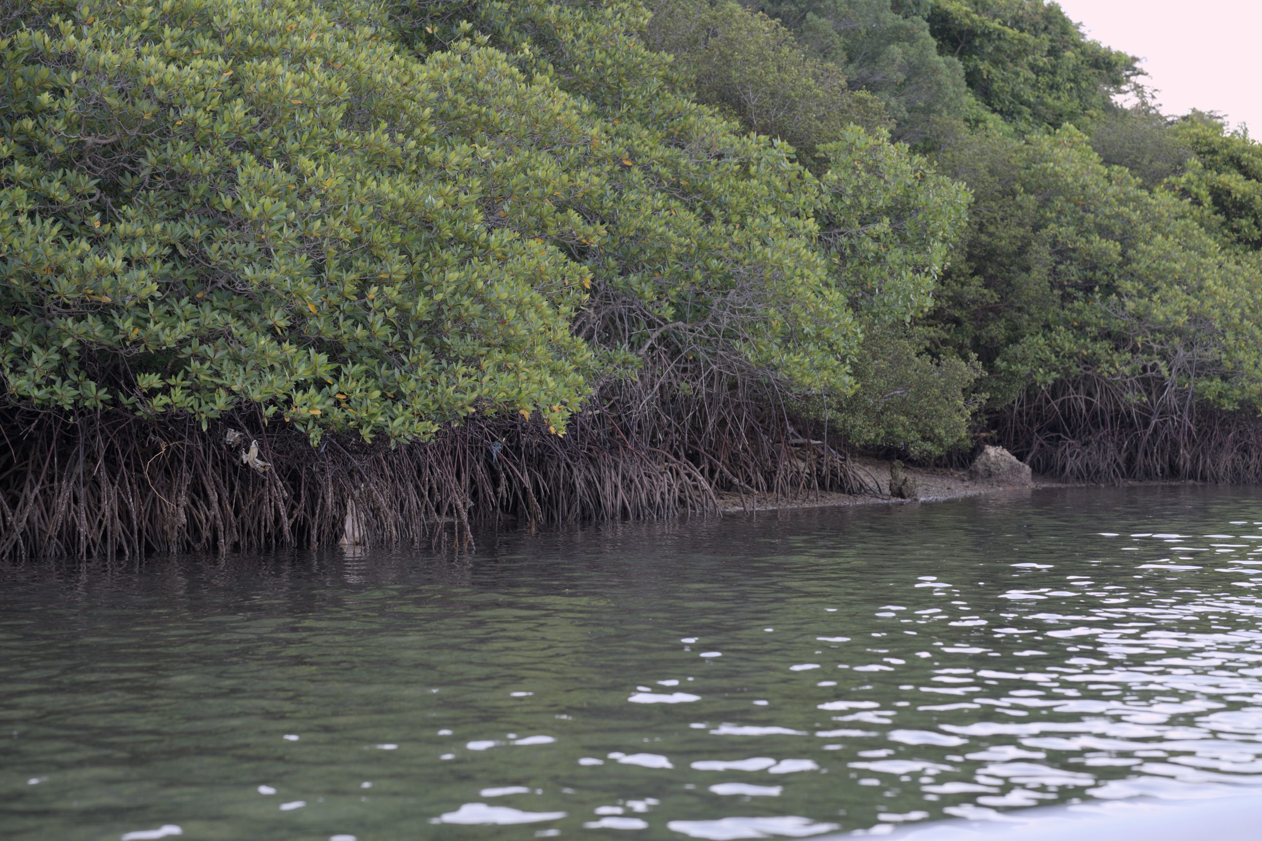 Banyuwedang’s Magical Mangroves