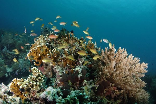 WhatsApp Image 2025-04-11 at North Bali’s Coral Reefs